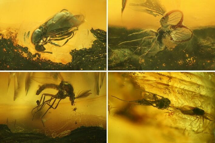 Fossil Beetle (Coleoptera) & Four Flies (Diptera) In Baltic Amber #166209